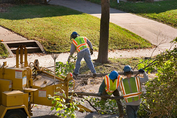 Best Stump Grinding and Removal  in West Covina, CA